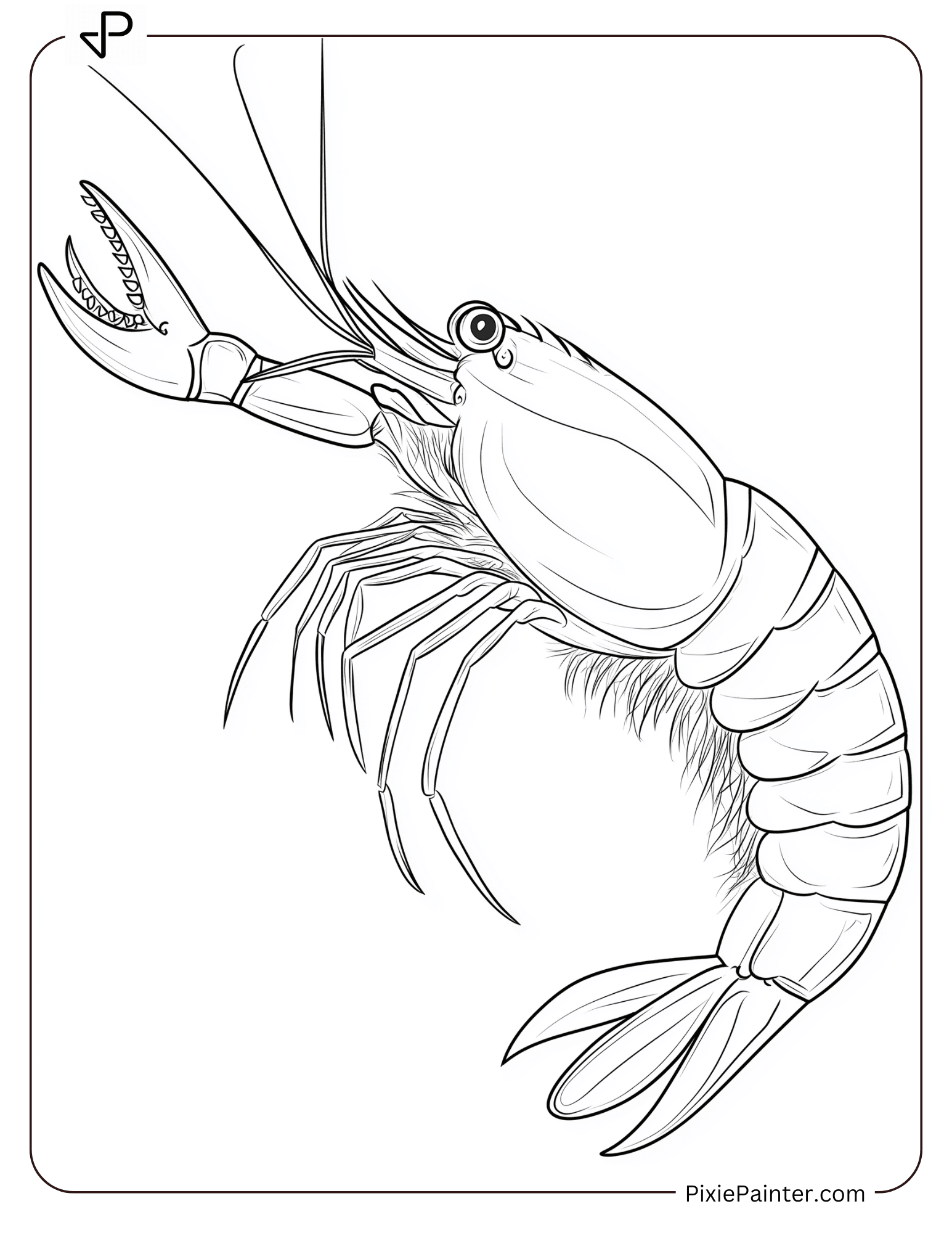 30 Shrimp Coloring Pages [Free PDFs] - Pixie Painter