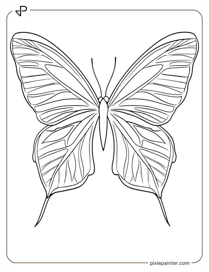 simple butterfly illustration