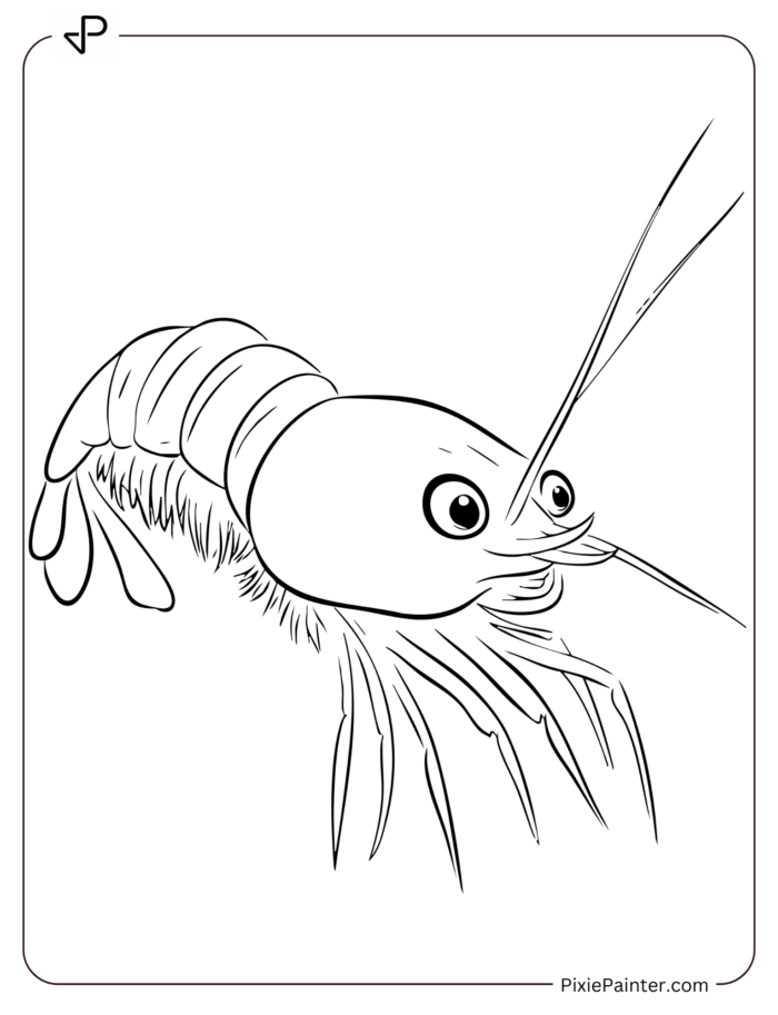 Shrimp illustration